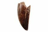 Serrated, .8" Raptor Tooth - Real Dinosaur Tooth - #201874-1